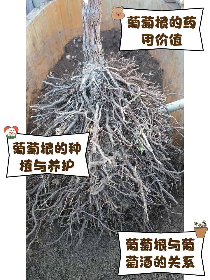 葡萄架用的水泥杆哪里有卖葡萄架水泥杆多少钱一根