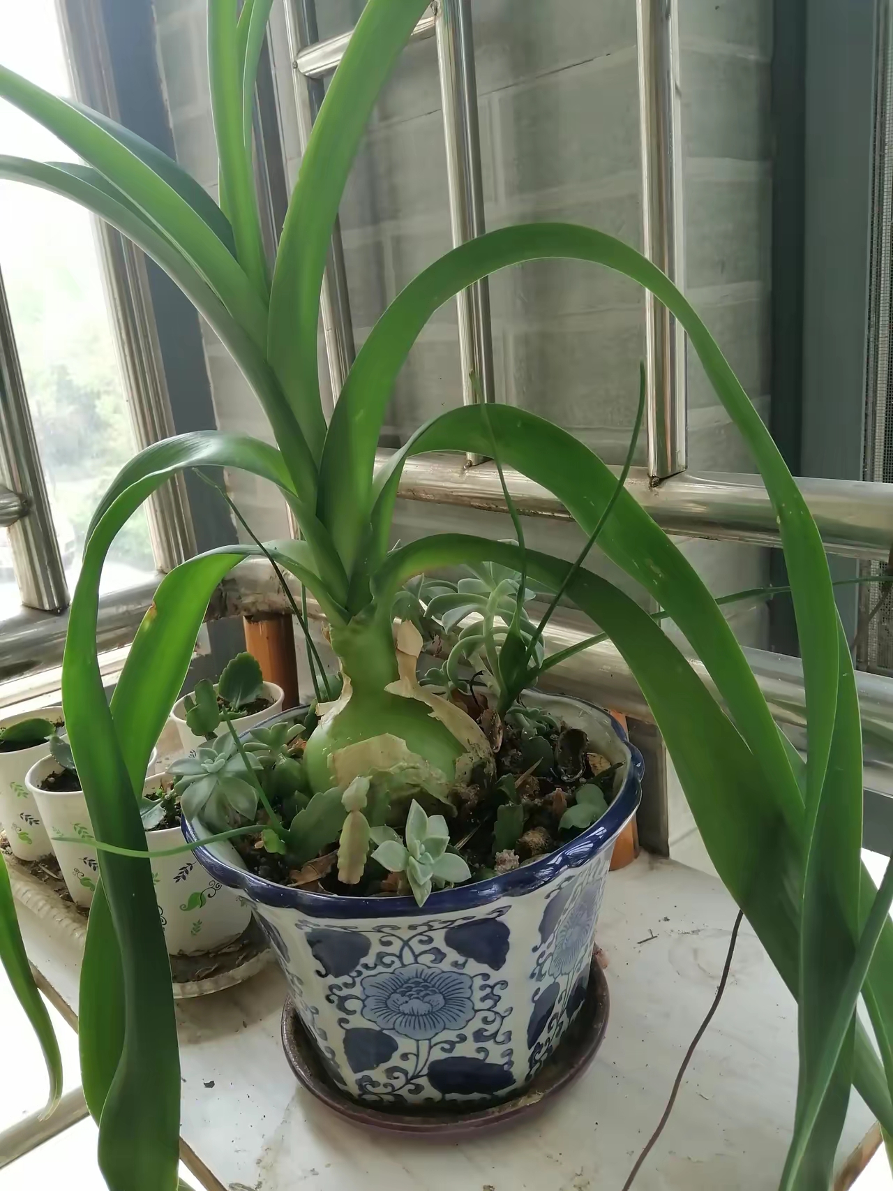 没有排水孔的花盆可以种什么花