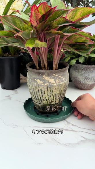 花盆托盘积水怎么处理干净