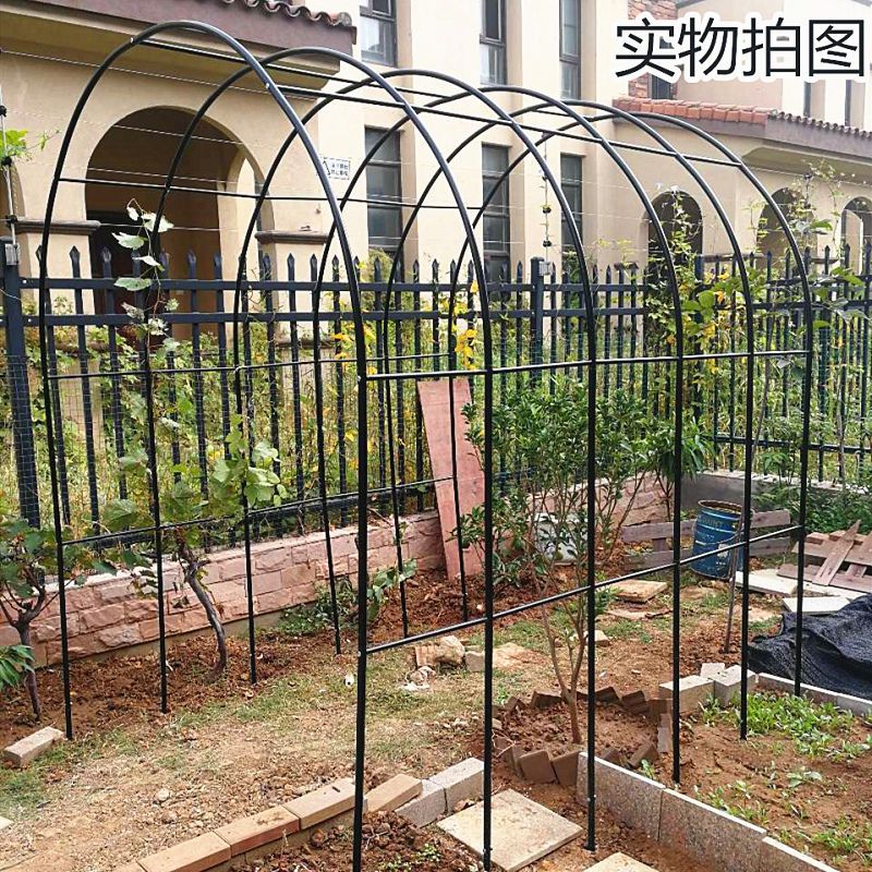 适合庭院花架种植的爬藤花卉