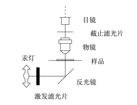荧光分析仪器结构示意图片