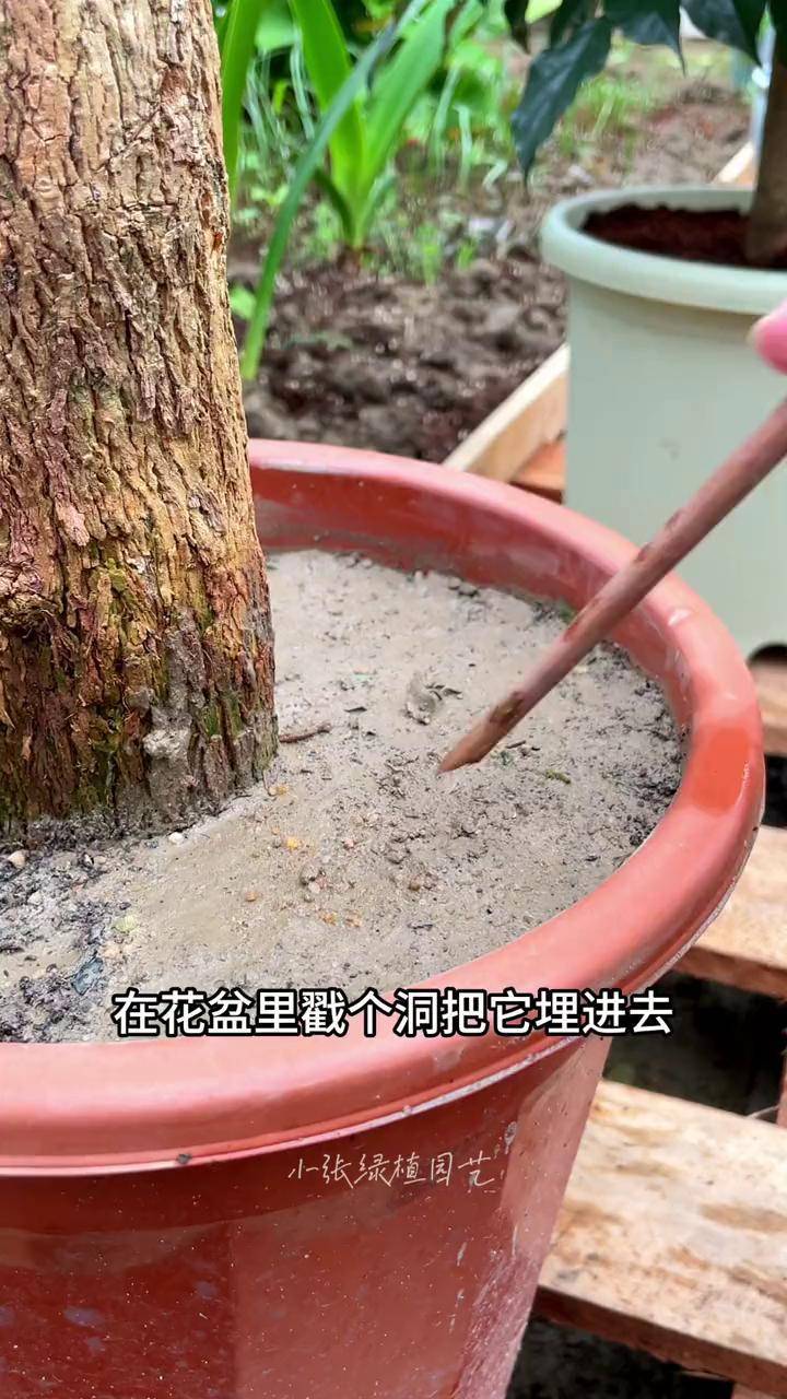 花盆底部没洞可以种花么