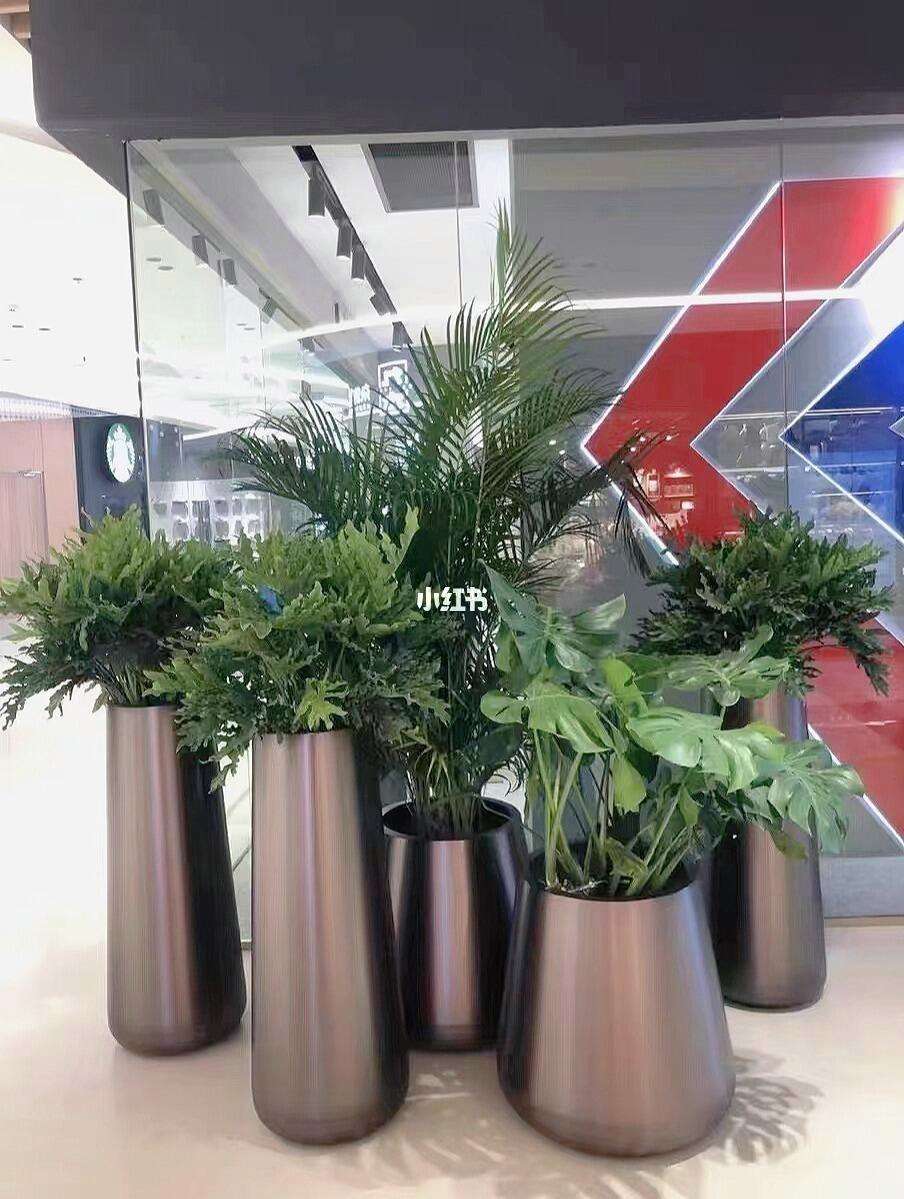 不锈钢花盆适合养什么花