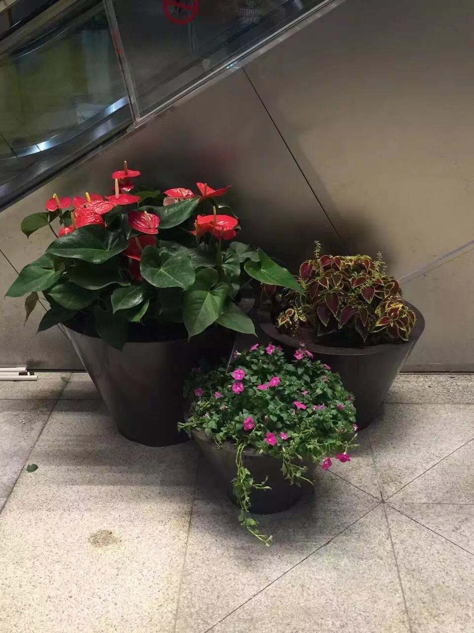 不锈钢花盆适合养什么花草