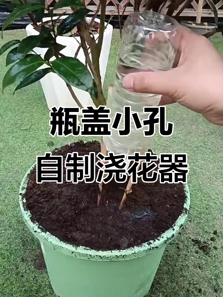 自制30天自动浇花器教程