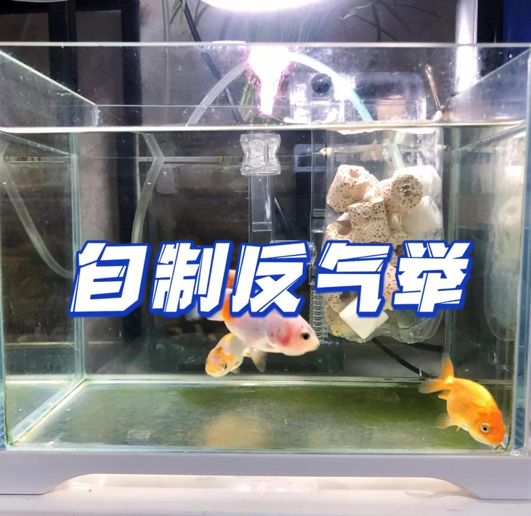 怎样制作不用电的鱼缸水循环系统