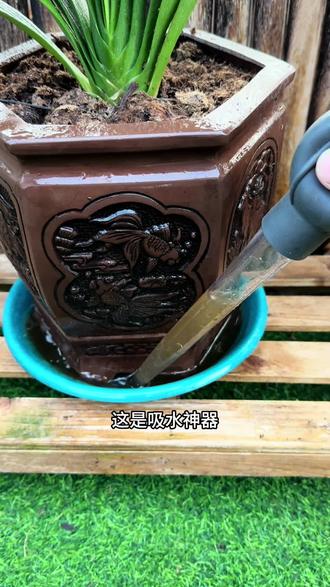 花盆托盘里有水还用浇水吗2025