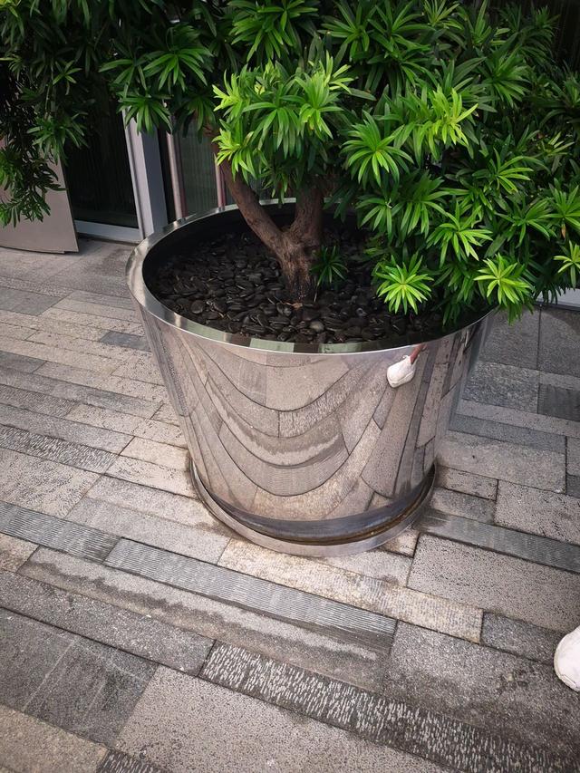 不锈钢花盆适合养什么花草,不锈钢花盆适合养什么花草