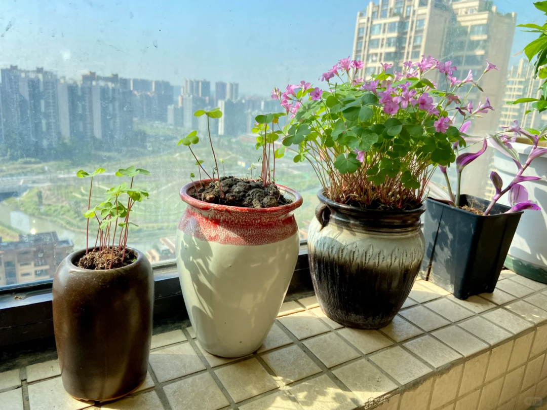 花盆一粒一粒的是什么肥料2025近期排名前十名分析