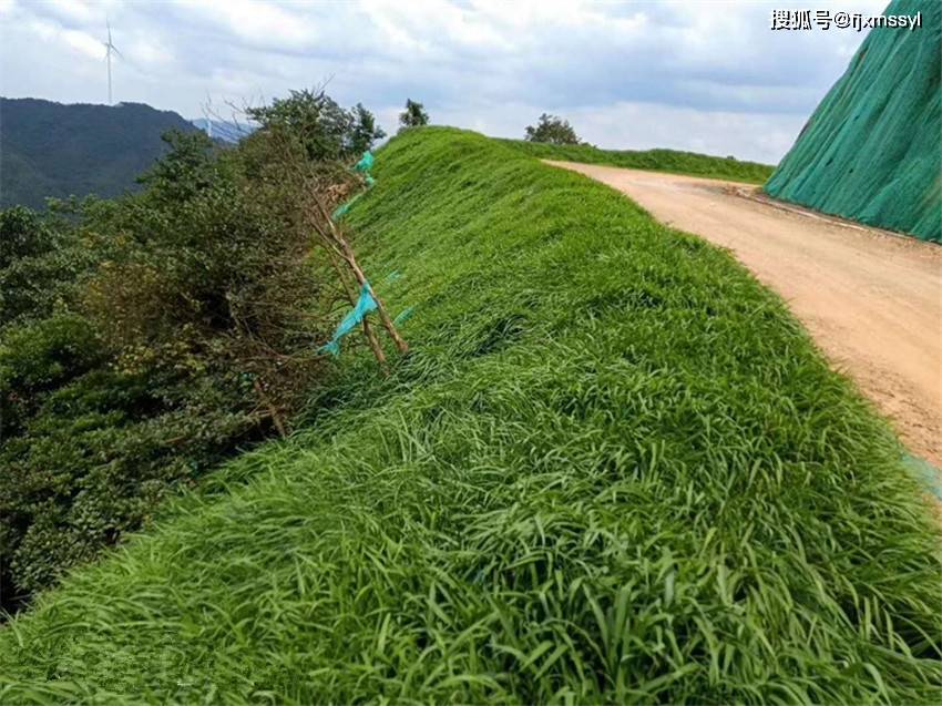 草籽喷播多少钱一平方米