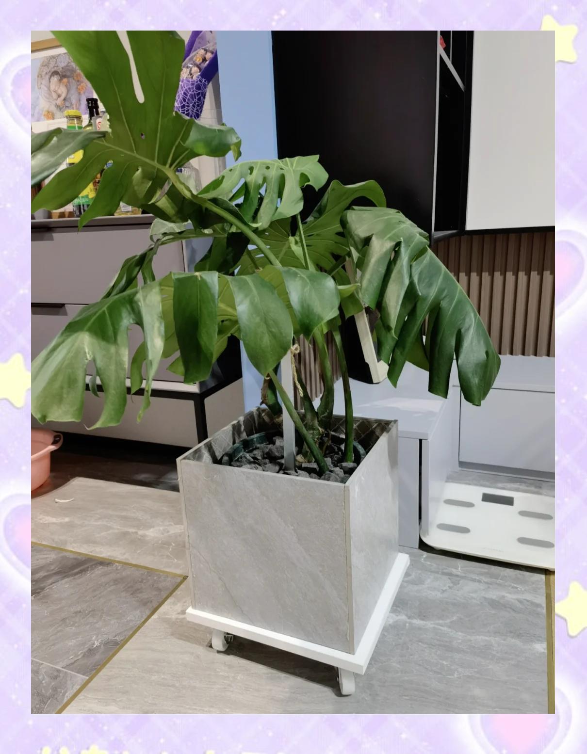 旧花盆不想要了怎么办视频