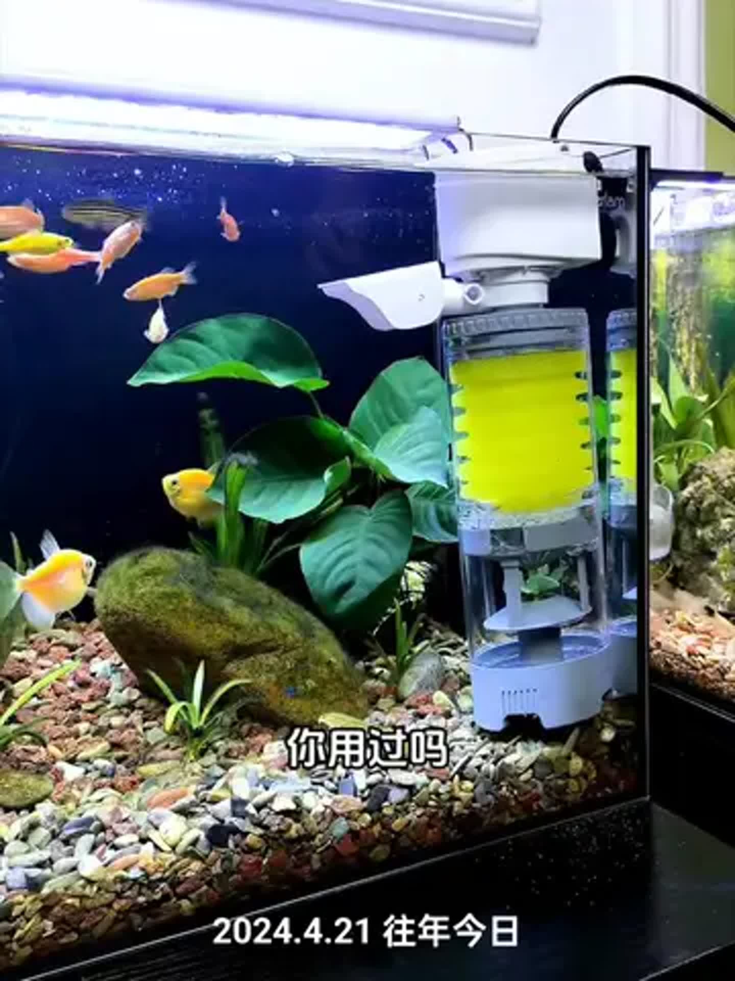 效果最好的鱼缸过滤系统