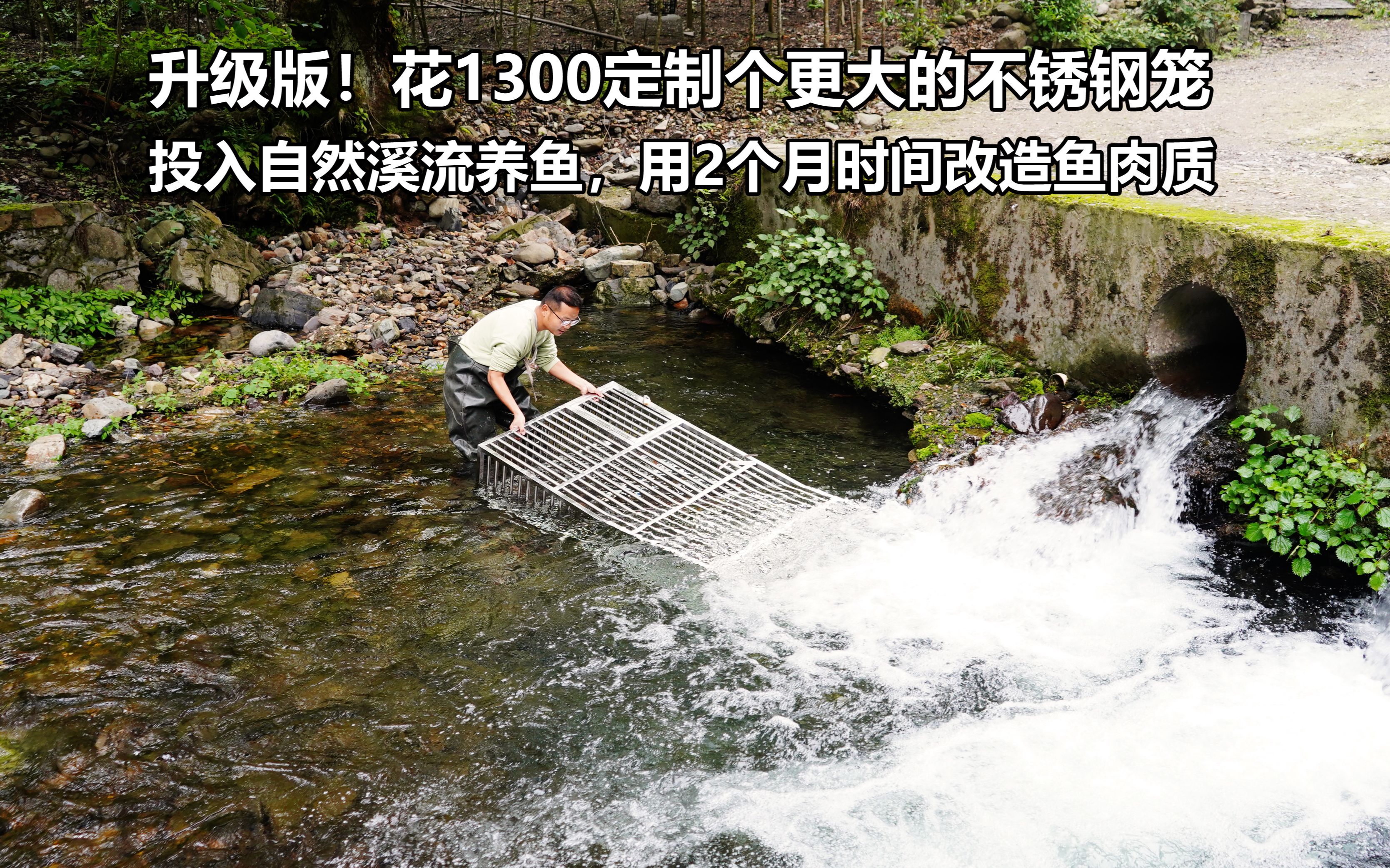 不锈钢容器可以养鱼吗视频