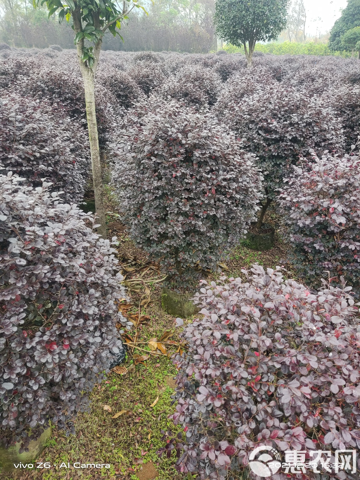 红花继木球1米2的多少钱